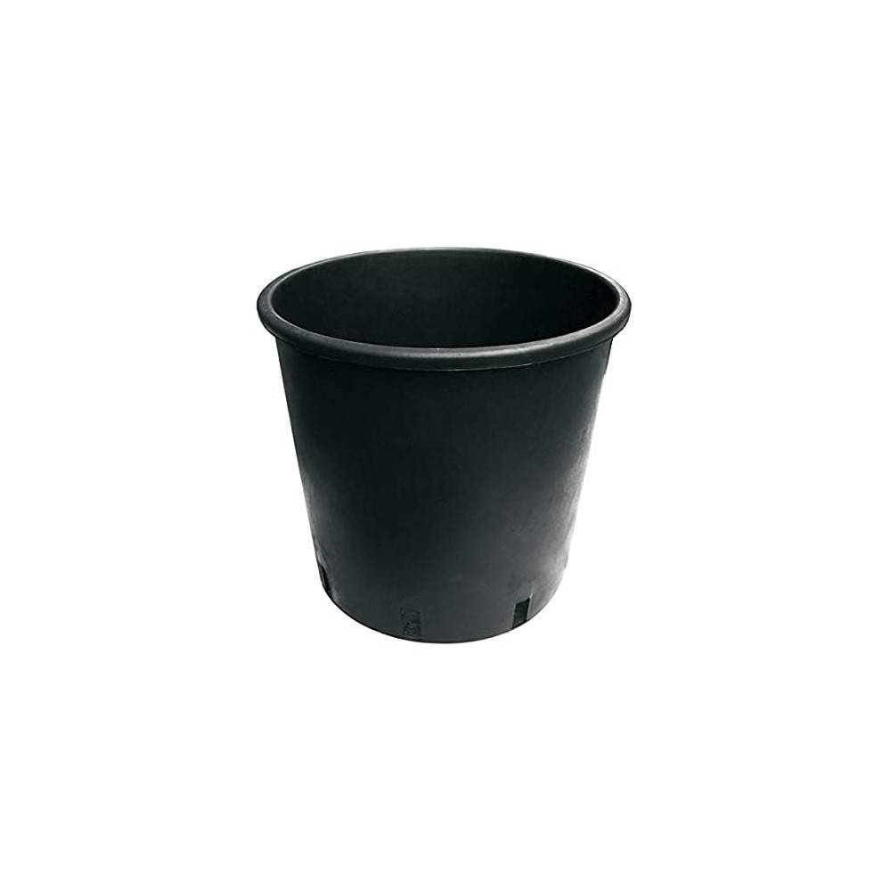 Sapin Nordmann en pot - Image 3